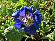 34 Genziana di Clusius (Gentiana clusii)